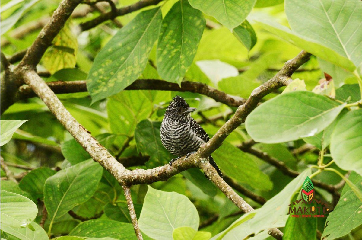 La mesa paraíso de diverso makute parque desafío aventura
